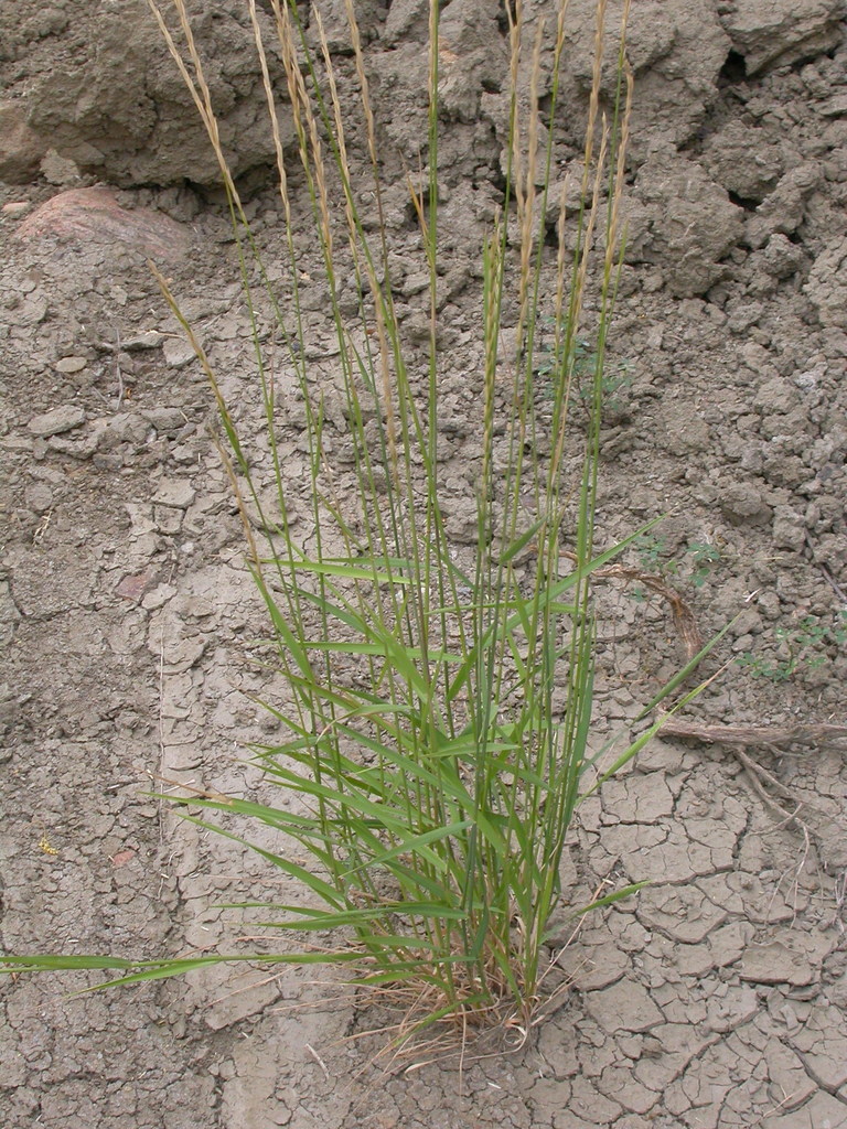 Elymus trachycaulus subsp. trachycaulus (Slender wheat grass), native California grass