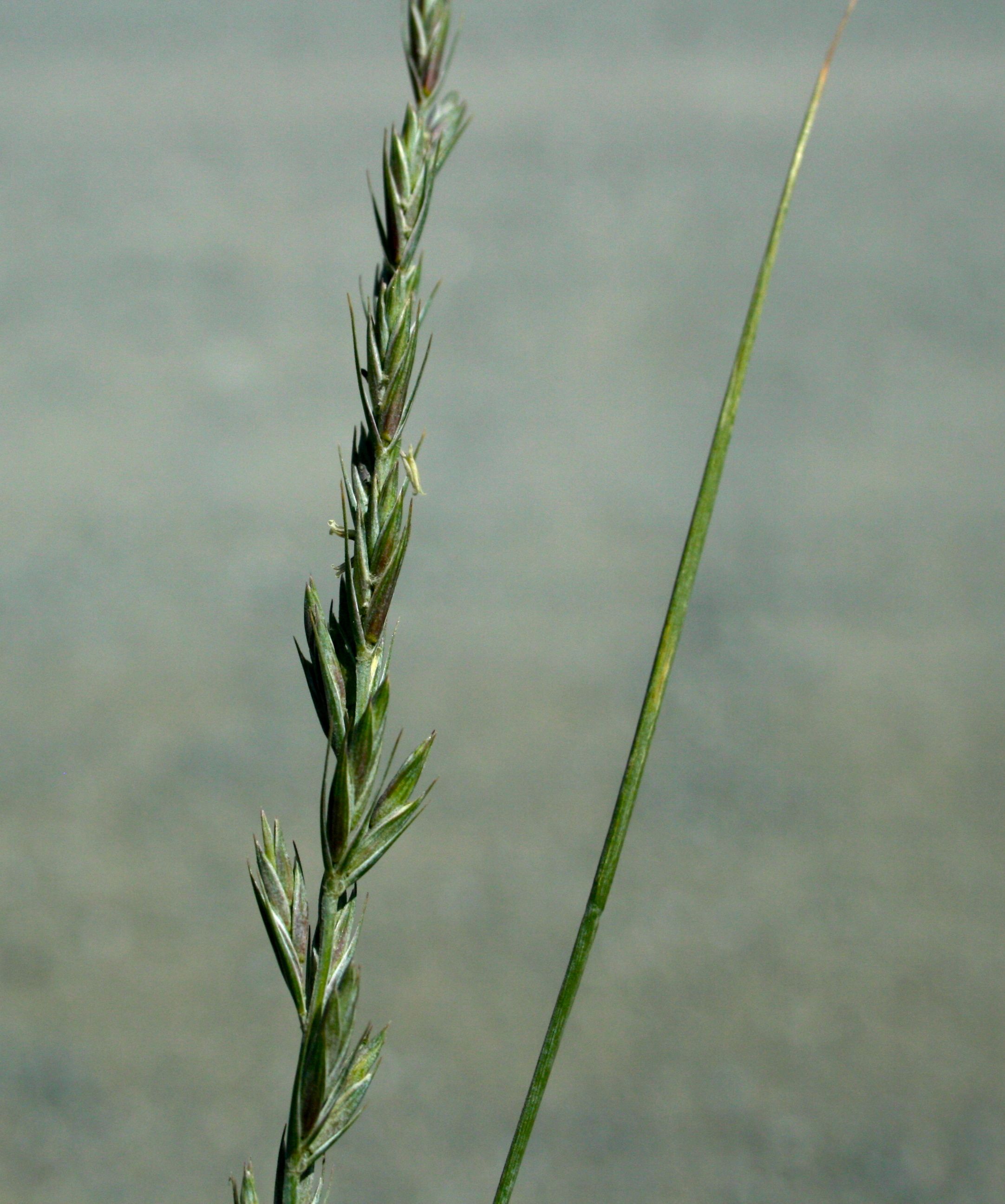 Elymus triticoides (Beardless wild-rye), native California grass