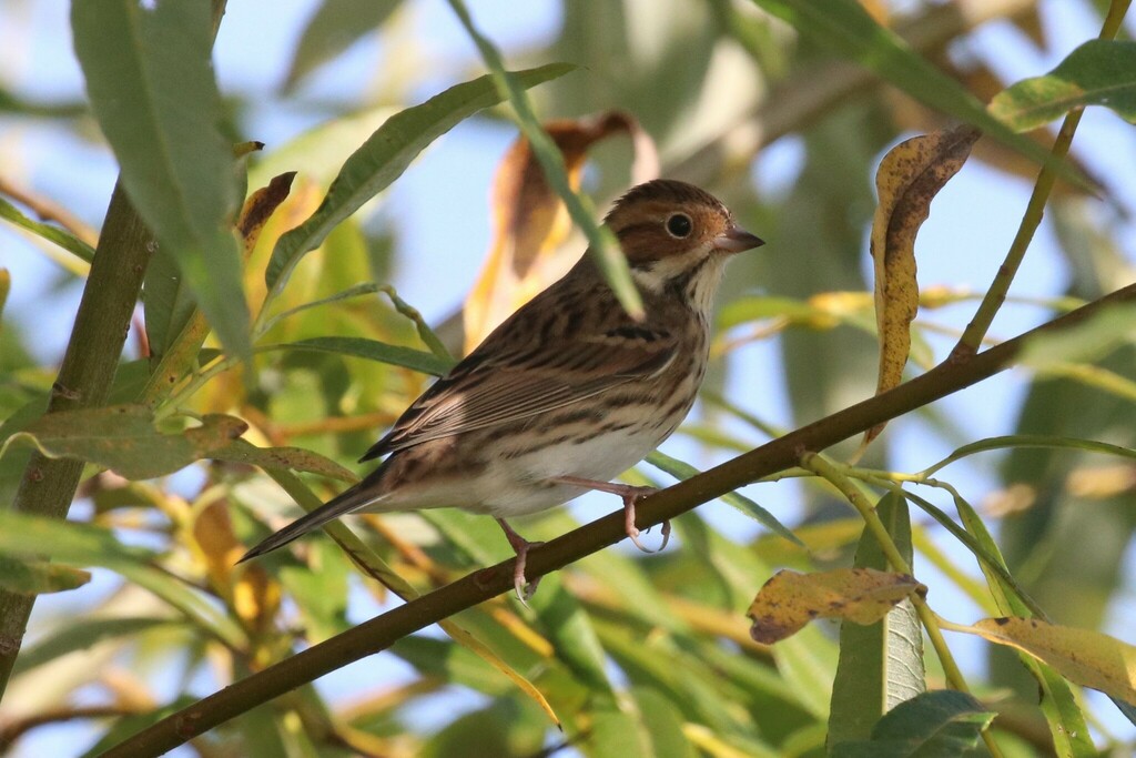 Emberiza pusilla (Little Bunting), California species
