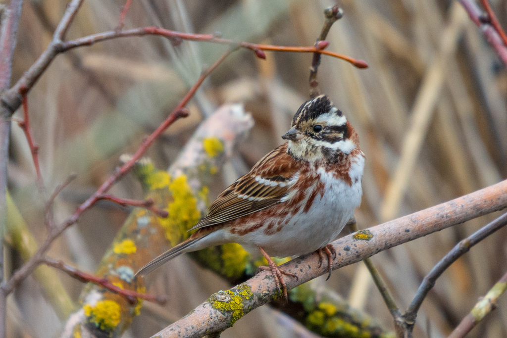 Emberiza rustica (Rustic Bunting), California species