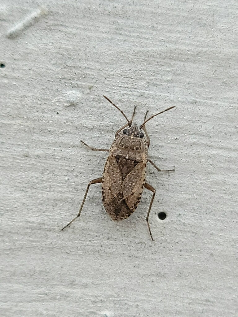 Emblethis vicarius (Sand bug), California species