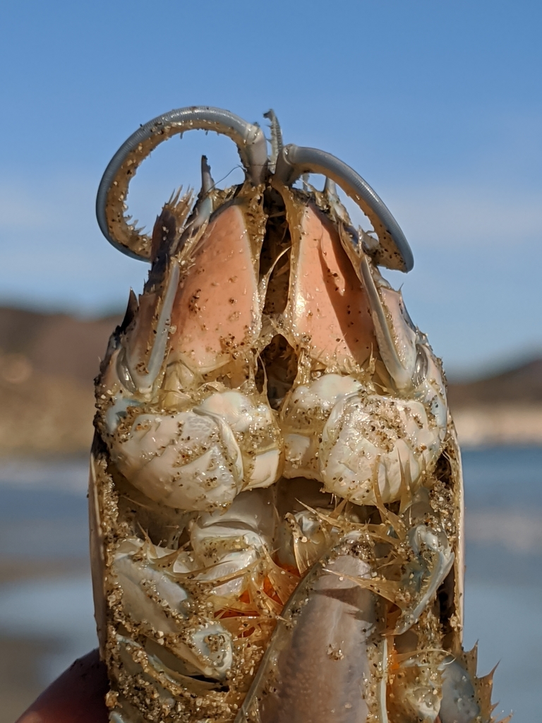 Emerita analoga (Pacific Sand Crab), California species