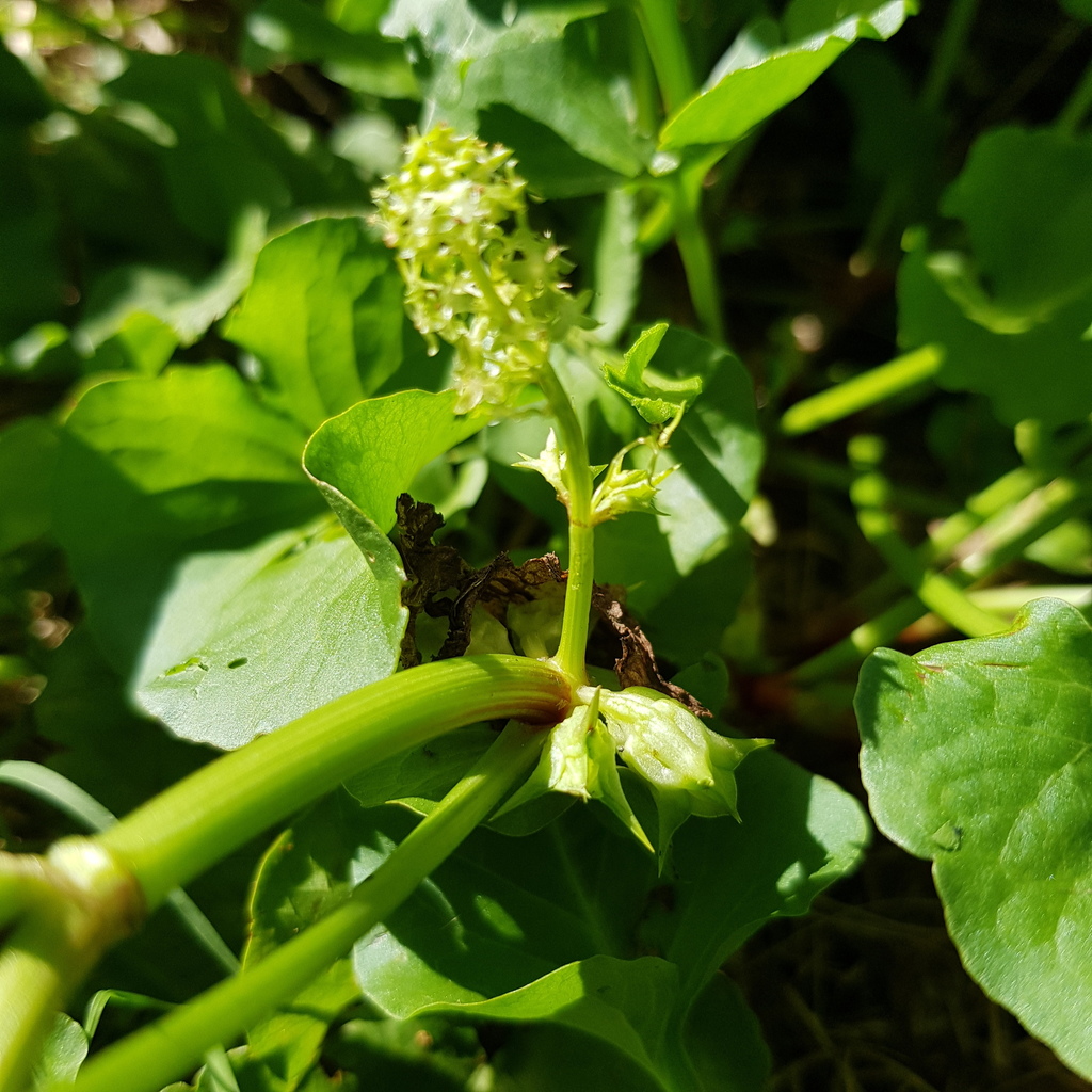 Emex australis (Southern three-cornered jack), non-native California herb