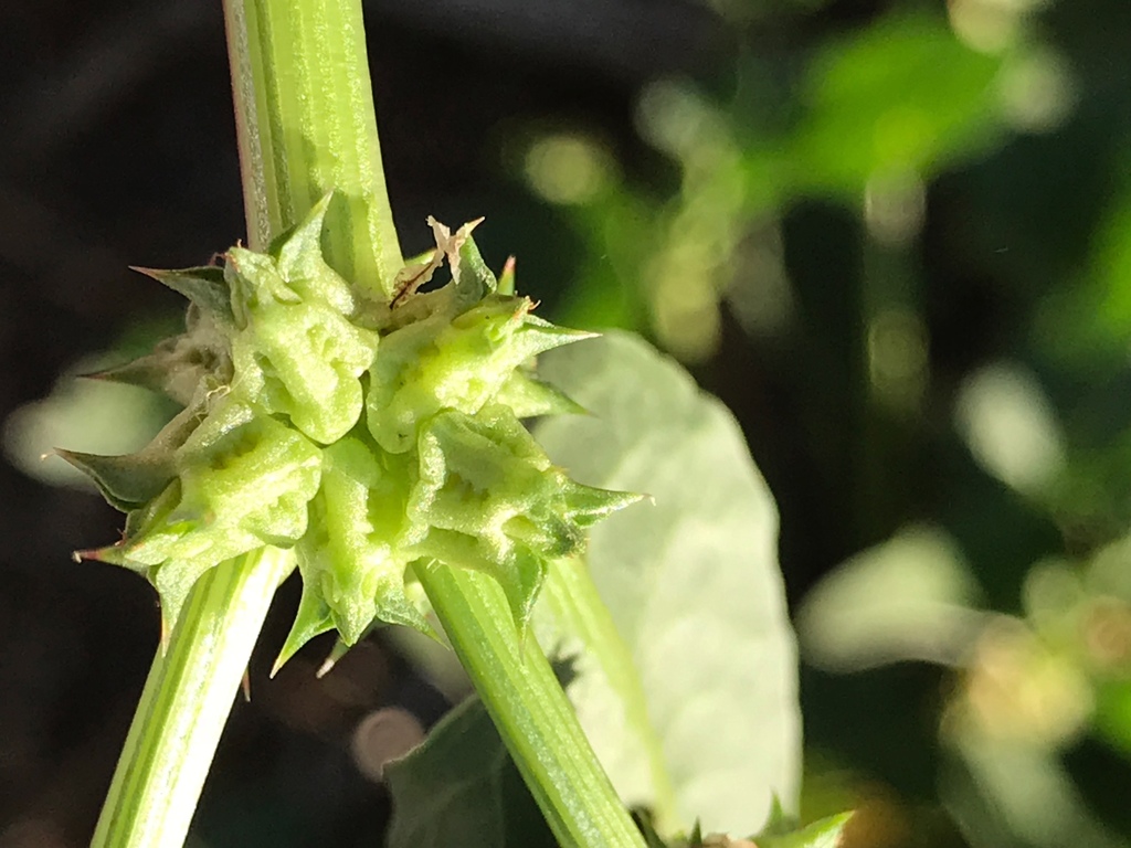 Emex spinosa (Devil's thorn), non-native California herb