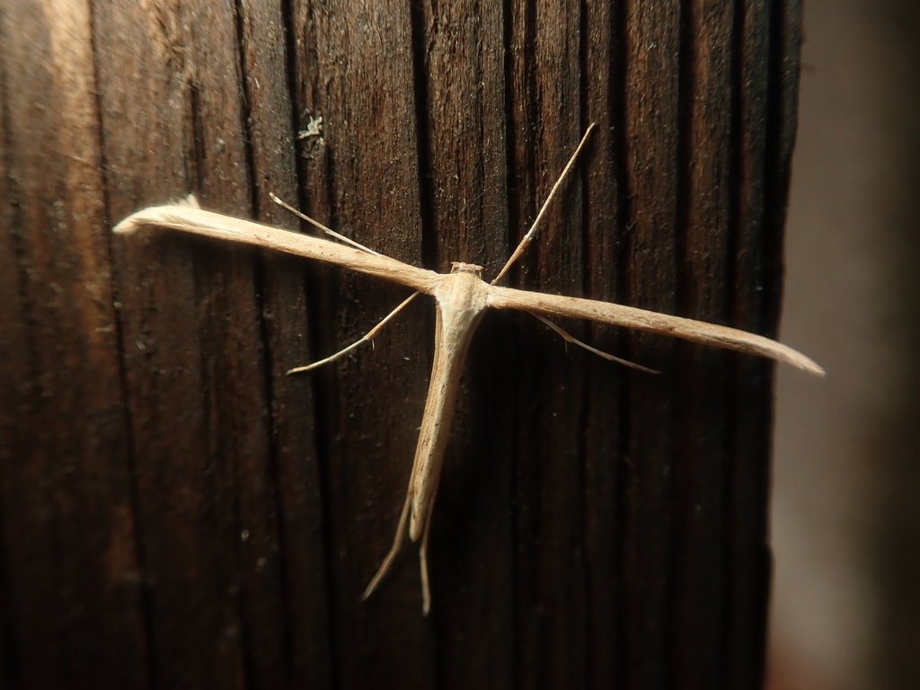 Emmelina monodactyla (Morning-glory Plume Moth), California species