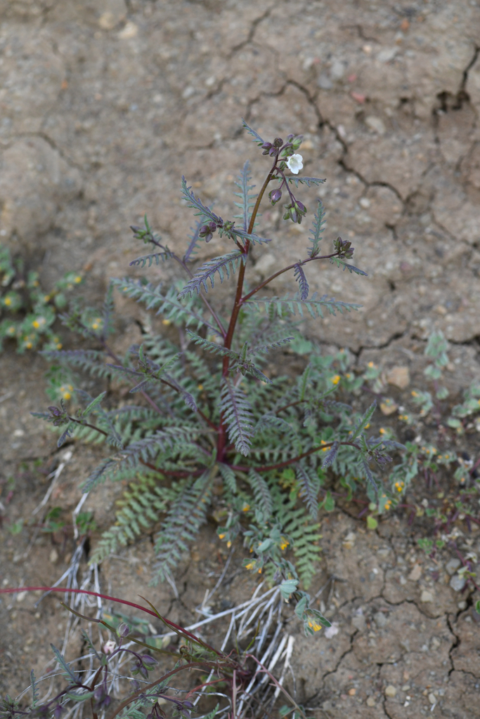 Emmenanthe rosea (Pink whispering bells), native California annual