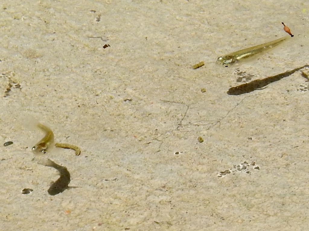 Empetrichthys latos (Pahrump poolfish), California species