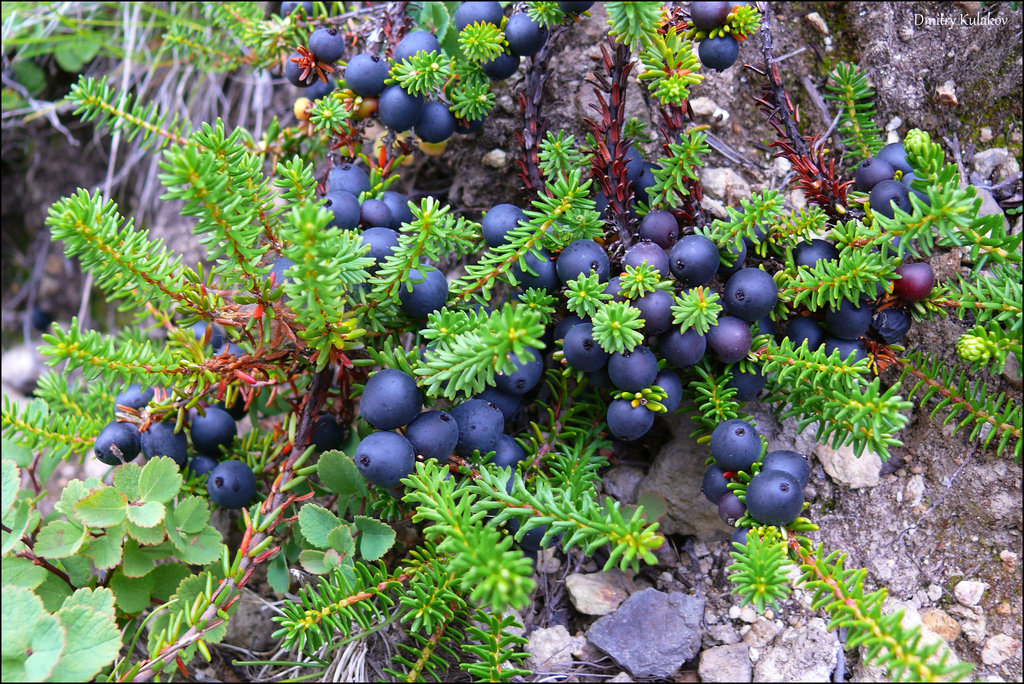 Empetrum nigrum (Black crowberry), native California shrub