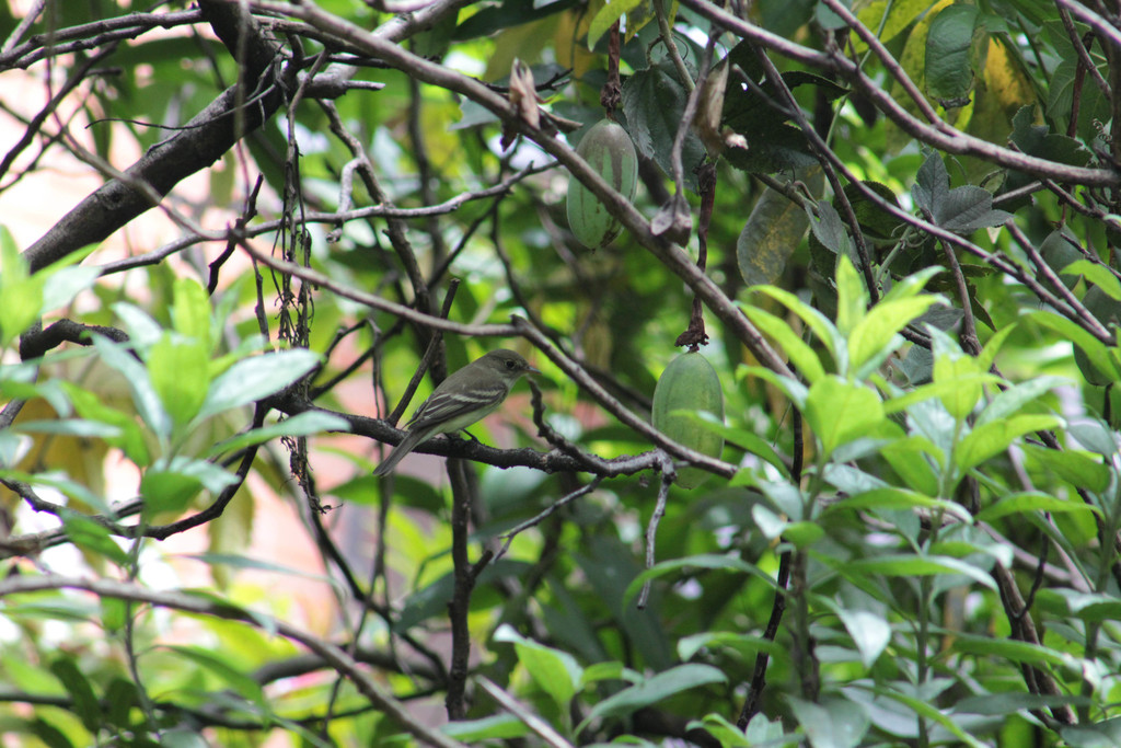 Empidonax alnorum (Alder Flycatcher), California species