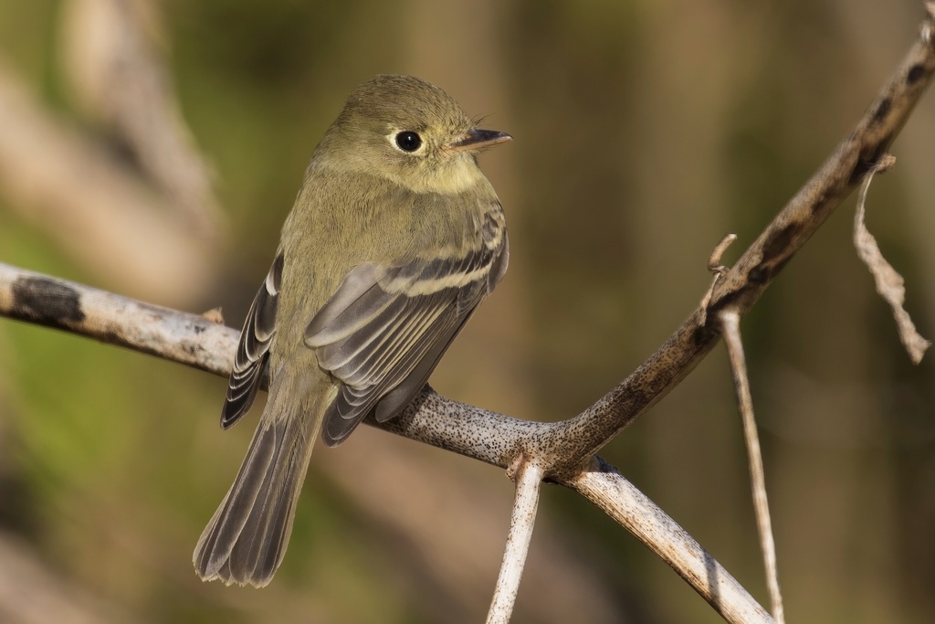 Empidonax difficilis (Western Flycatcher), California species