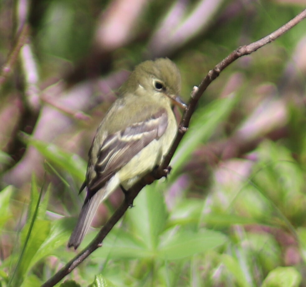 Empidonax flaviventris (Yellow-bellied Flycatcher), California species