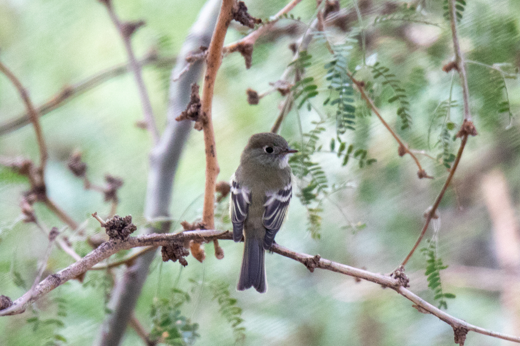 Empidonax hammondii (Hammond's Flycatcher), California species