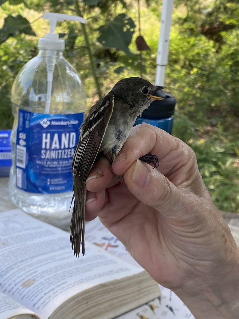 Empidonax minimus (Least Flycatcher), California species