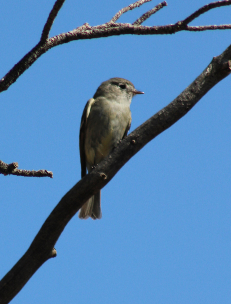 Empidonax oberholseri (Dusky Flycatcher), California species