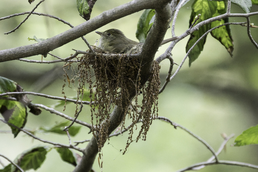 Empidonax traillii brewsteri (Little Willow Flycatcher), California species