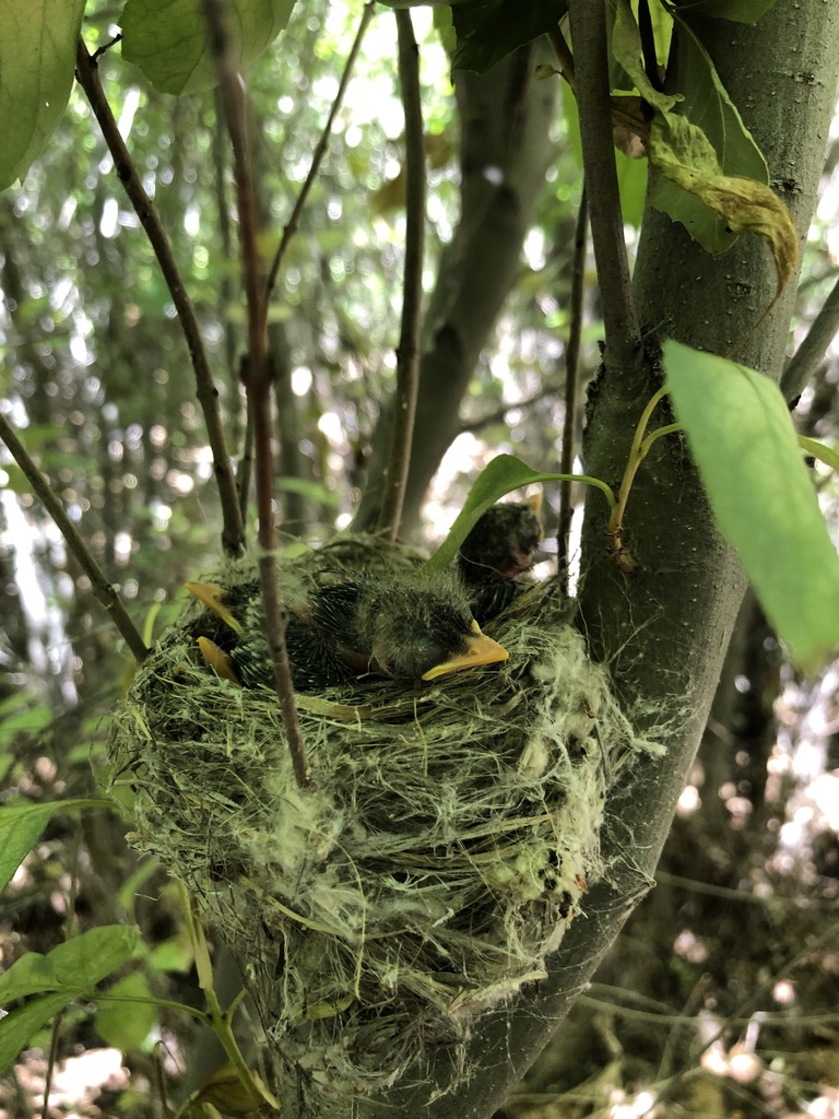 Empidonax traillii extimus (Southwestern willow flycatcher), California species