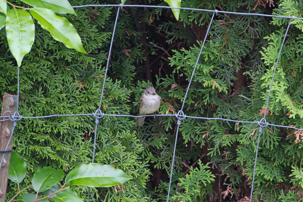 Empidonax traillii (Willow flycatcher), California species