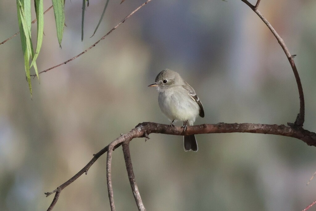 Empidonax wrightii (Gray Flycatcher), California species