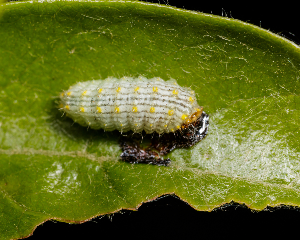 Enaemia subfervens (Speckled Lactura), California species