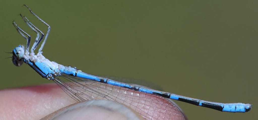 Enallagma annexum (Northern Bluet), California species