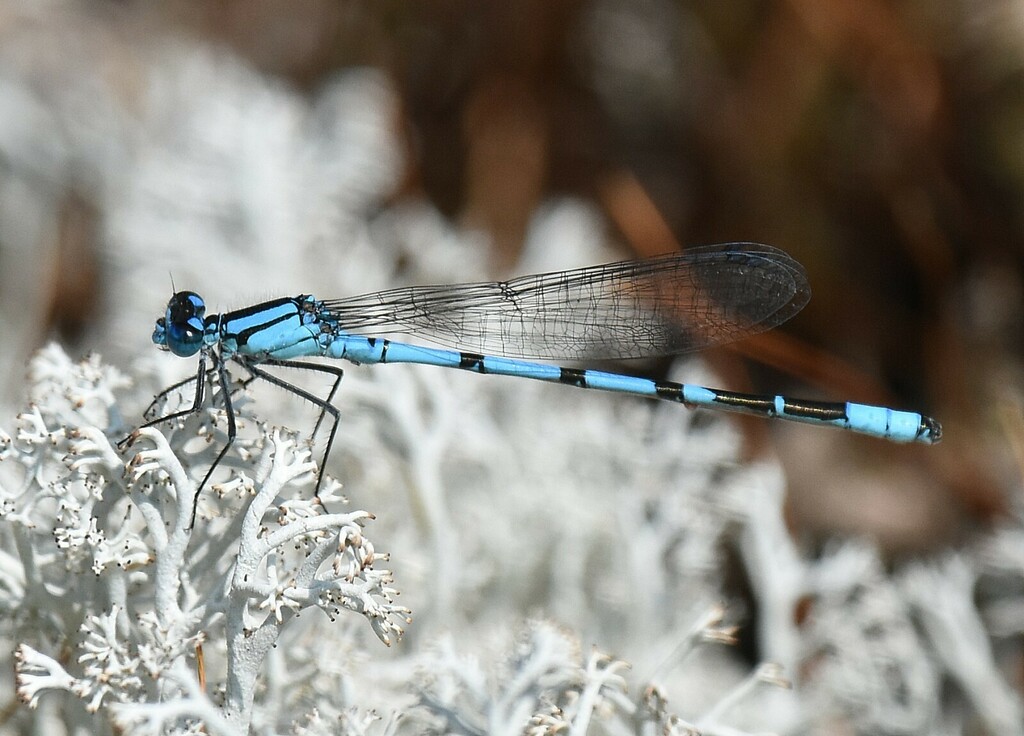 Enallagma boreale (Boreal Bluet), California species