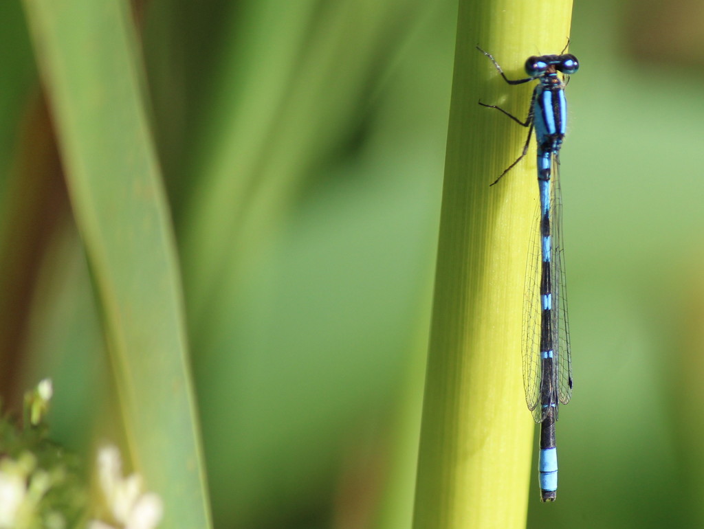 Enallagma carunculatum (Tule Bluet), California species