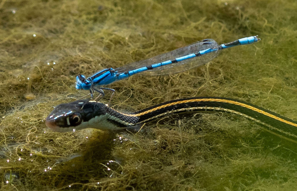 Enallagma civile (Familiar Bluet), California species