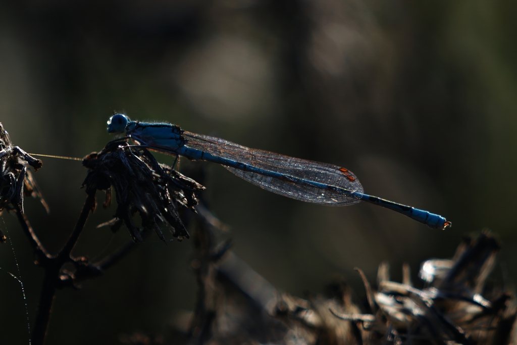 Enallagma eiseni (Baja Bluet), California species