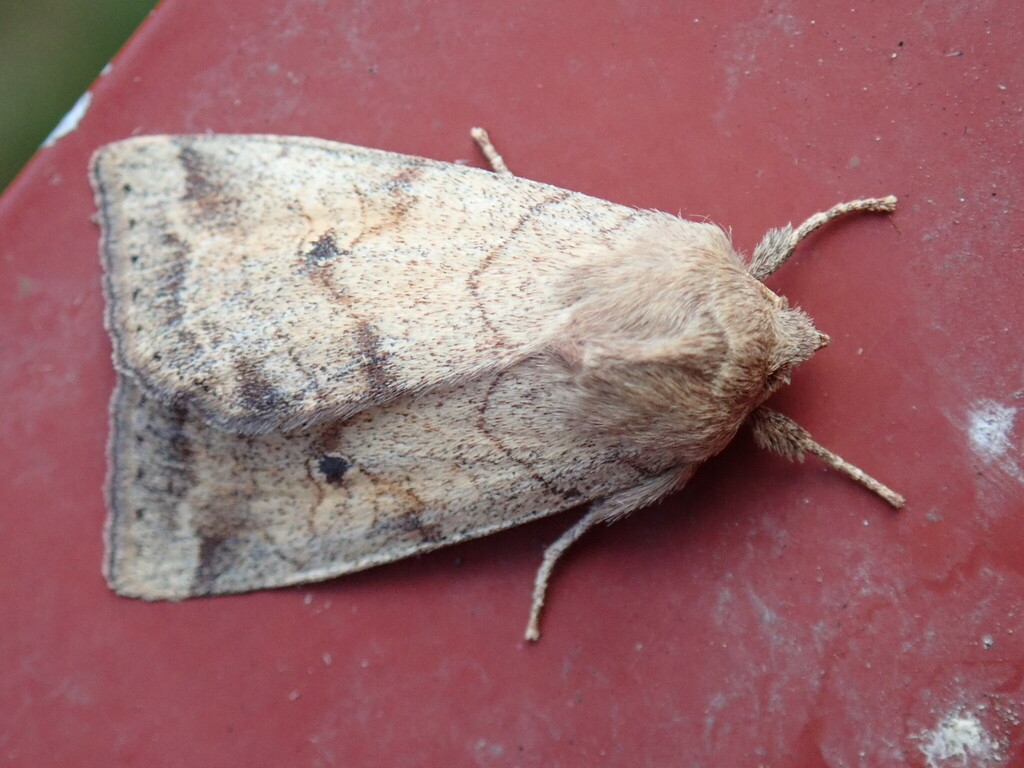 Enargia infumata (Smoked Sallow), California species