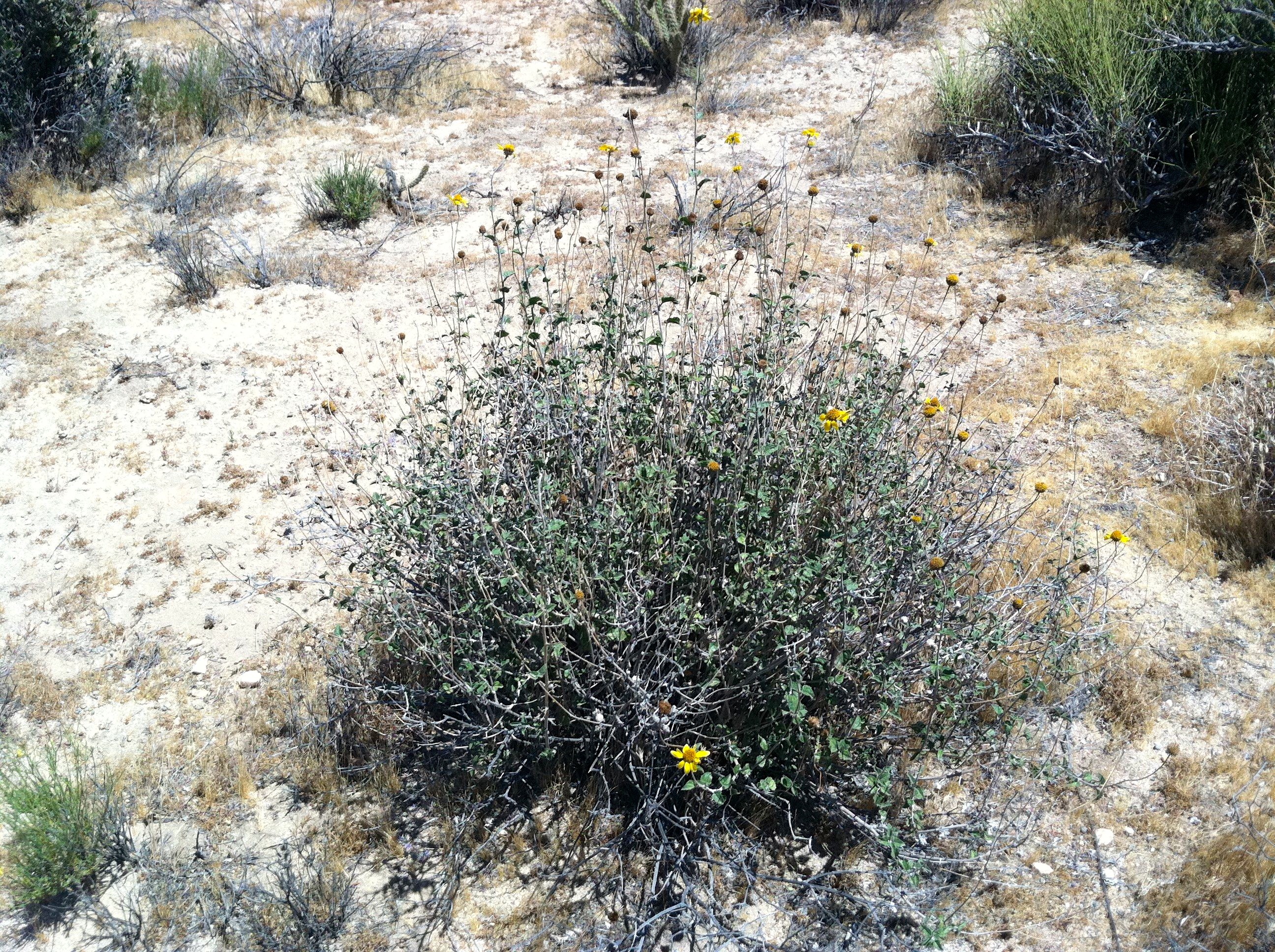 Encelia actoni (Acton encelia), native California shrub
