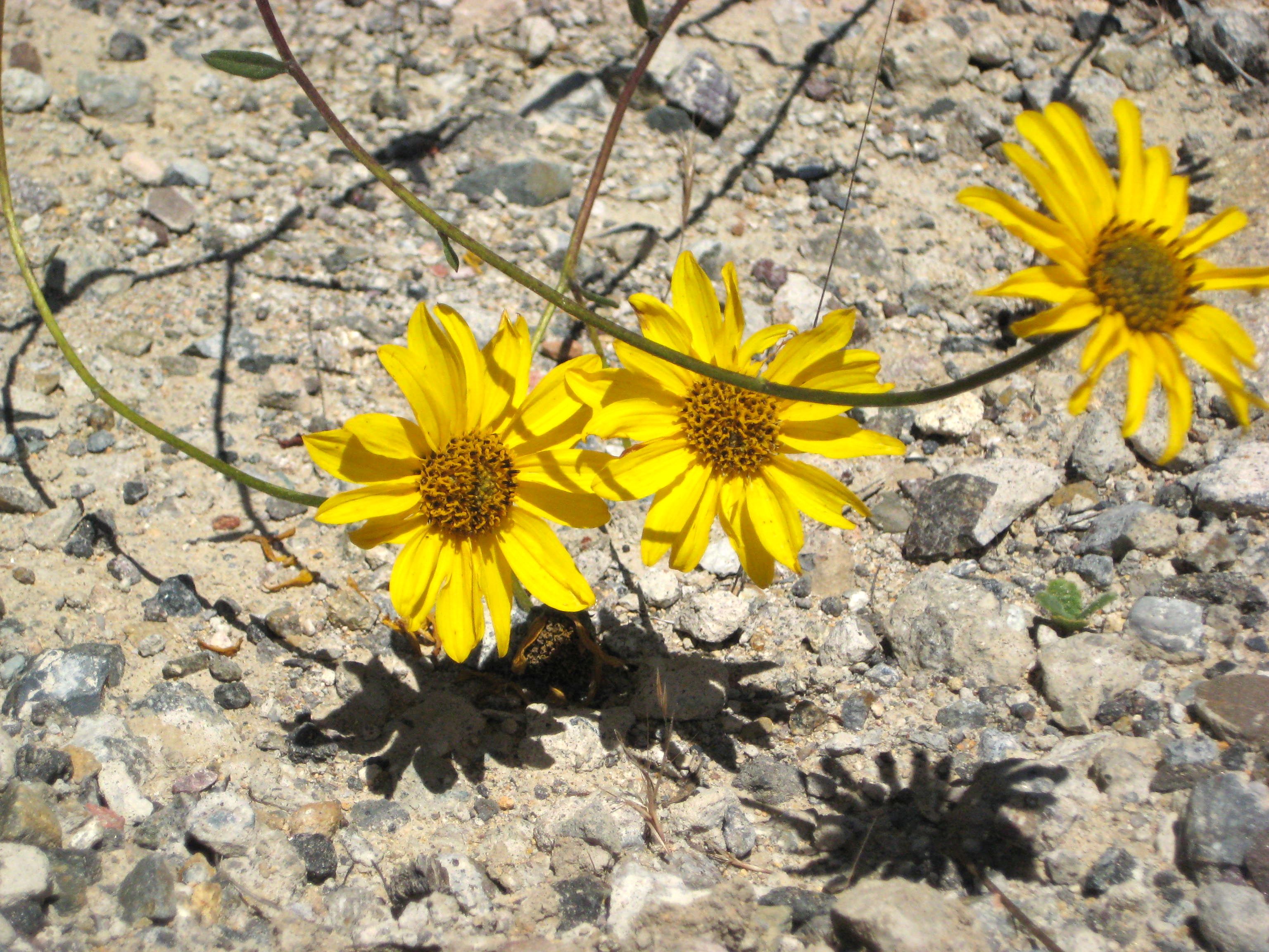 Encelia californica (Bush sunflower), native California shrub