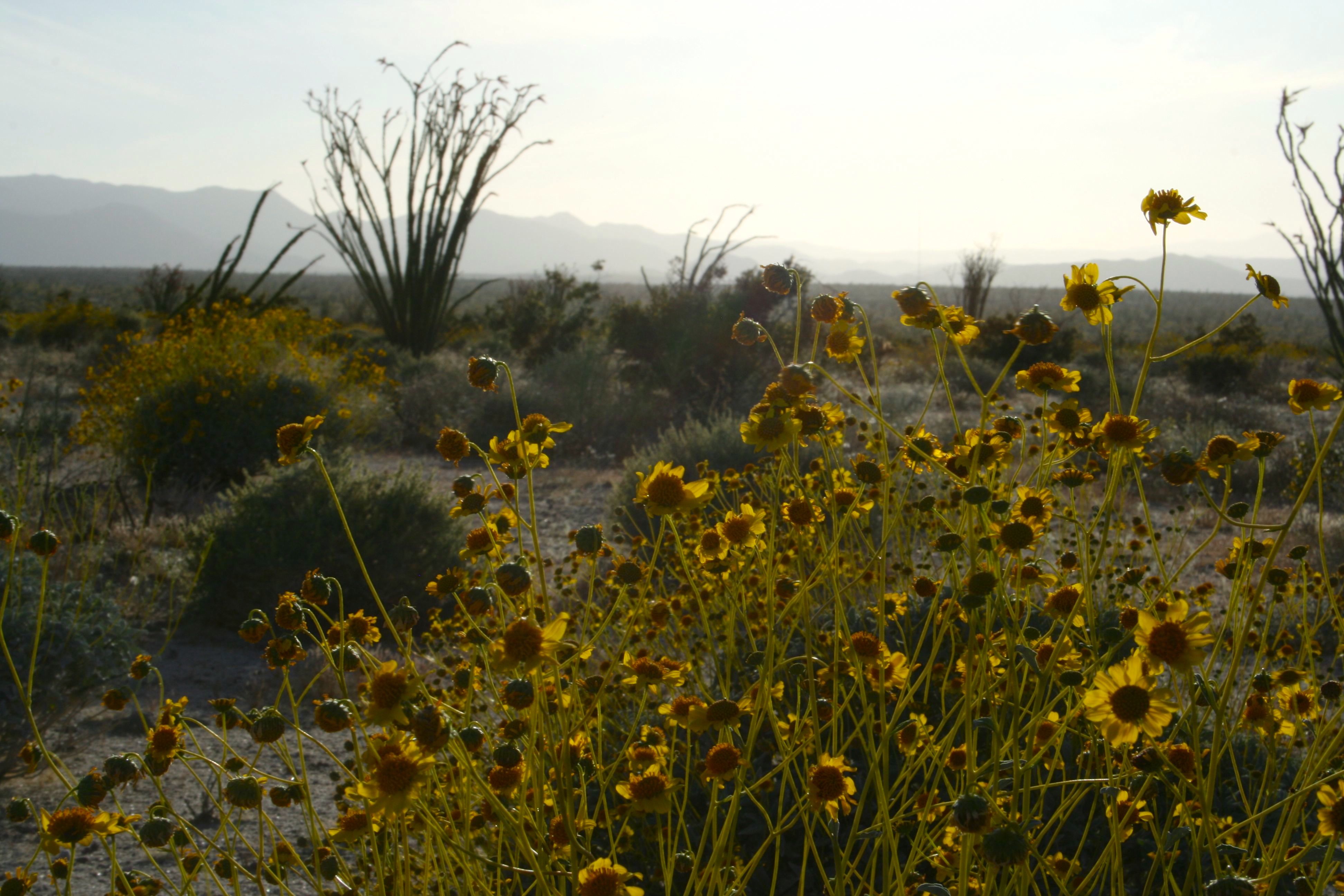 Encelia farinosa — parent species of Encelia farinosa var. farinosa