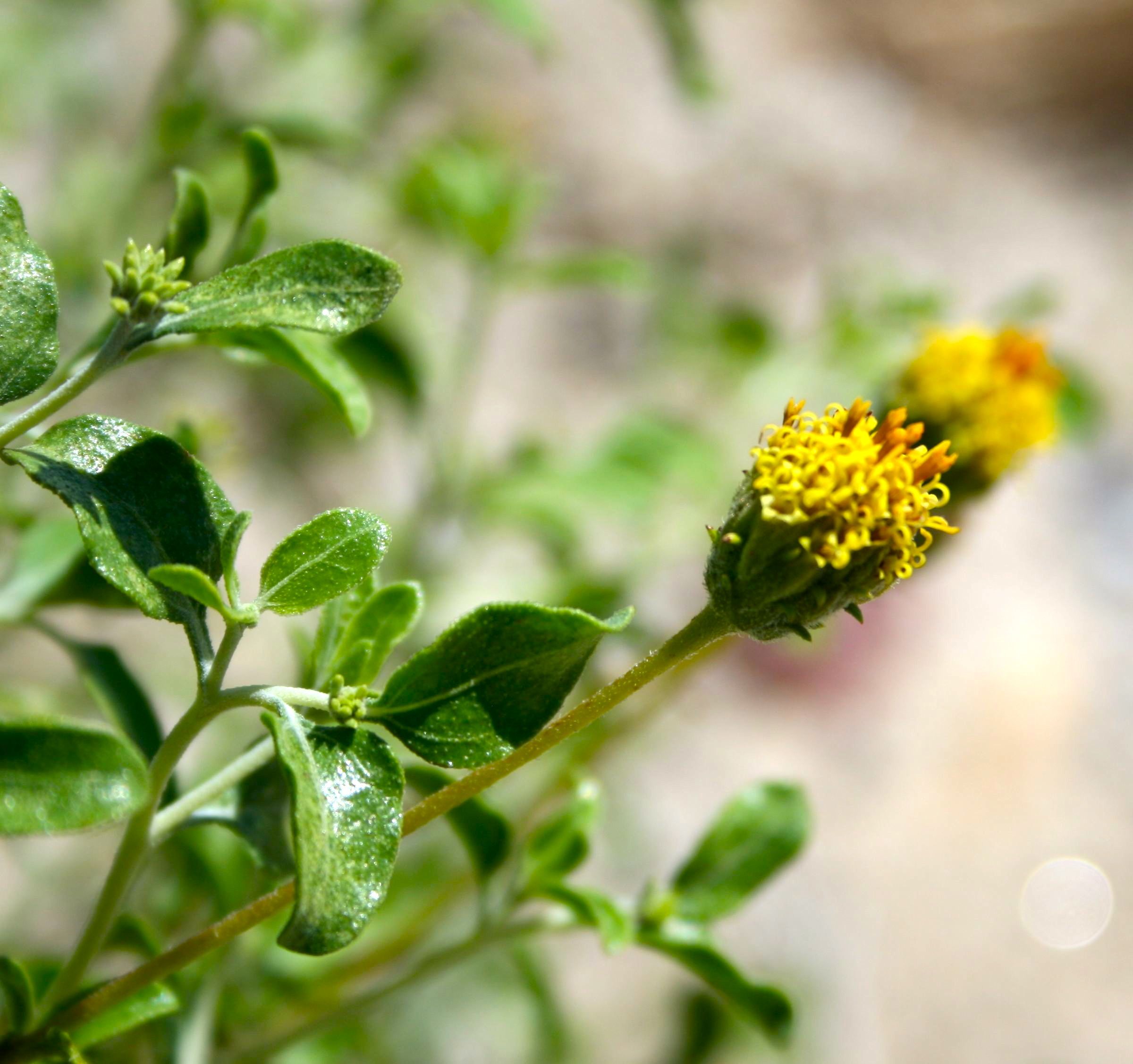 Encelia frutescens (Bush encelia), native California shrub