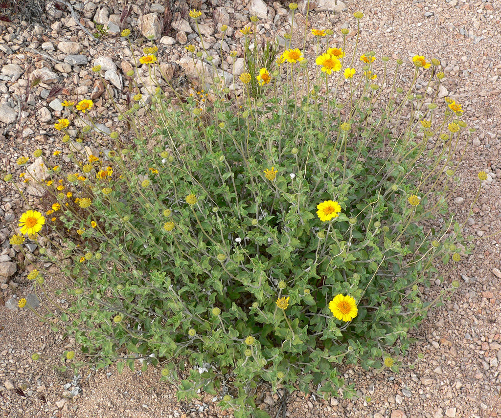 Encelia virginensis (Encelia), native California shrub