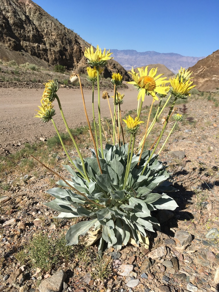 Enceliopsis covillei (Panamint daisy), native California subshrub