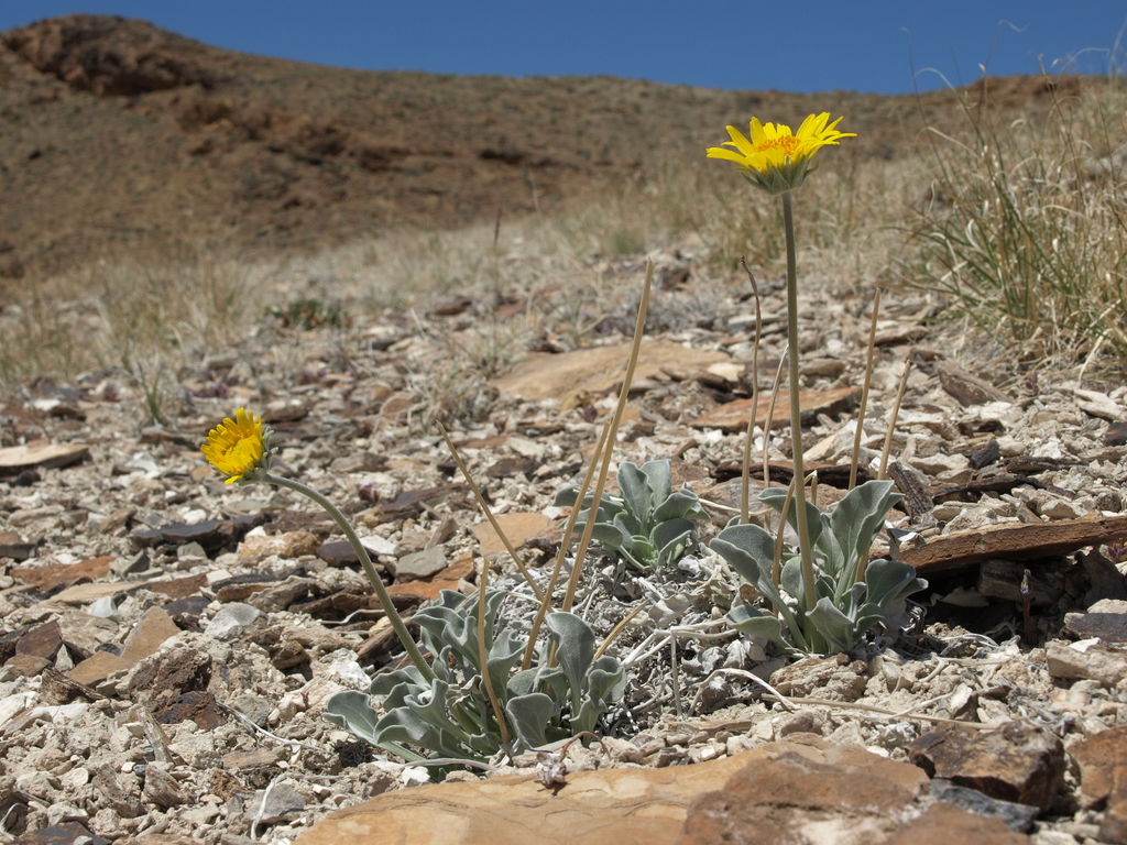 Enceliopsis nudicaulis var. corrugata (Ash Meadows daisy), California subshrub