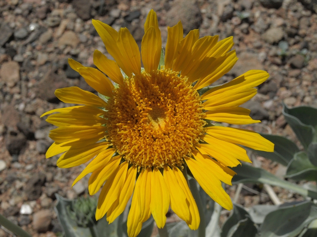 Enceliopsis sp. (Sunray), native California perennial