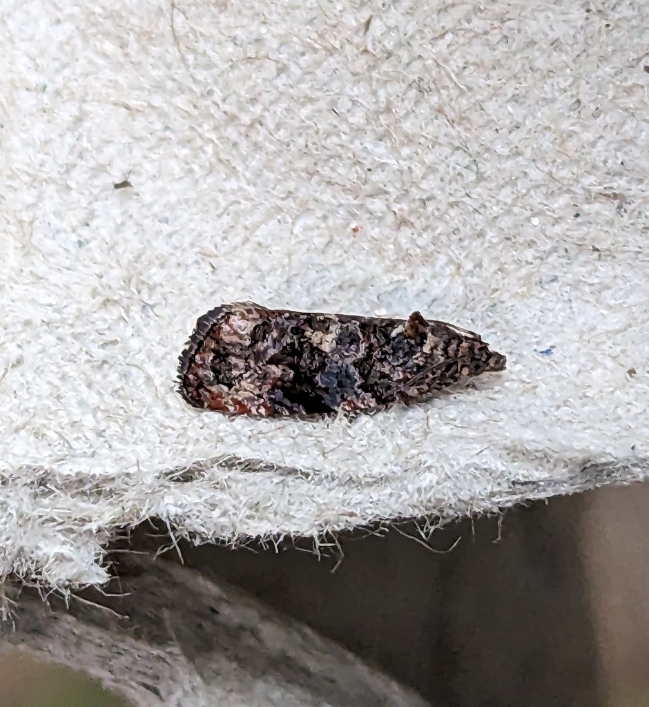 Endothenia hebesana (Verbena Bud Moth), California species