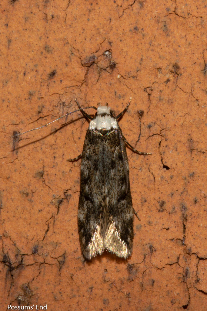 Endrosis sarcitrella (White-shouldered House Moth), California species