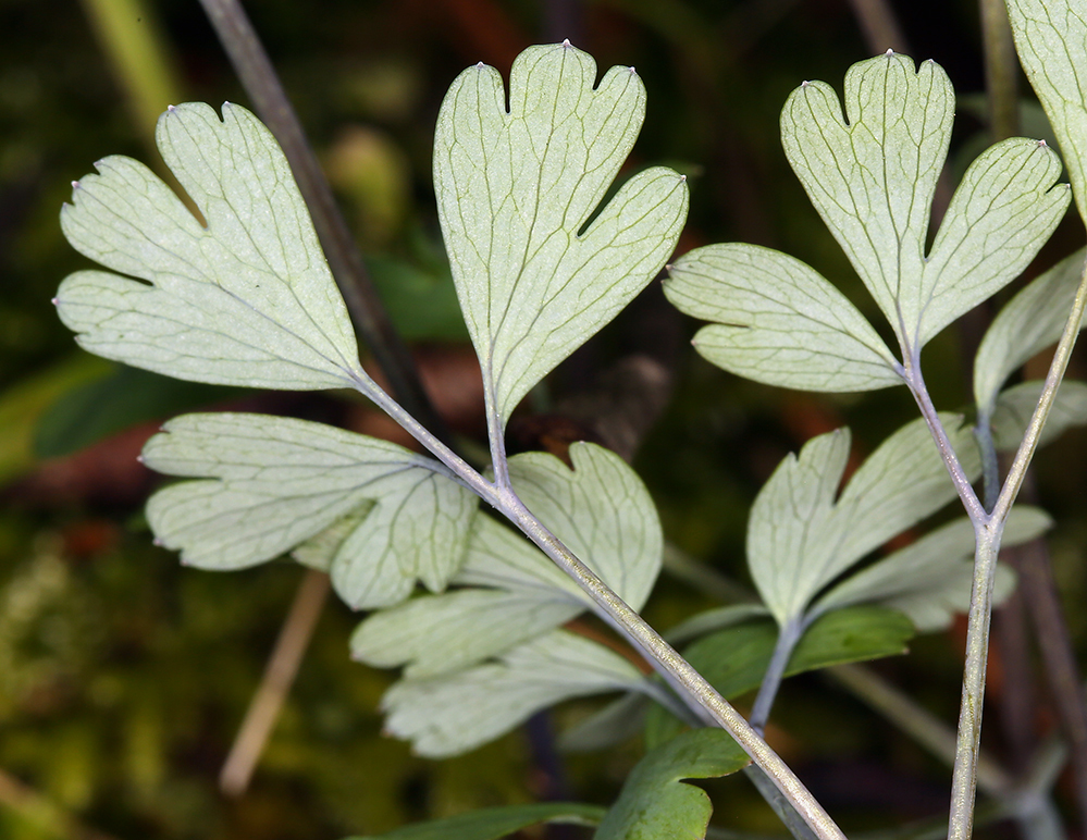 Enemion occidentale (Western rue-anemone), native California herb