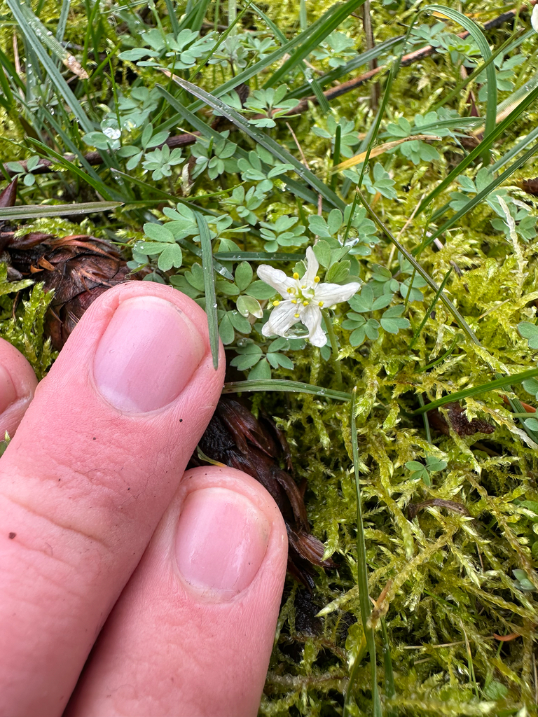 Enemion stipitatum (Siskiyou rue-anemone), native California herb