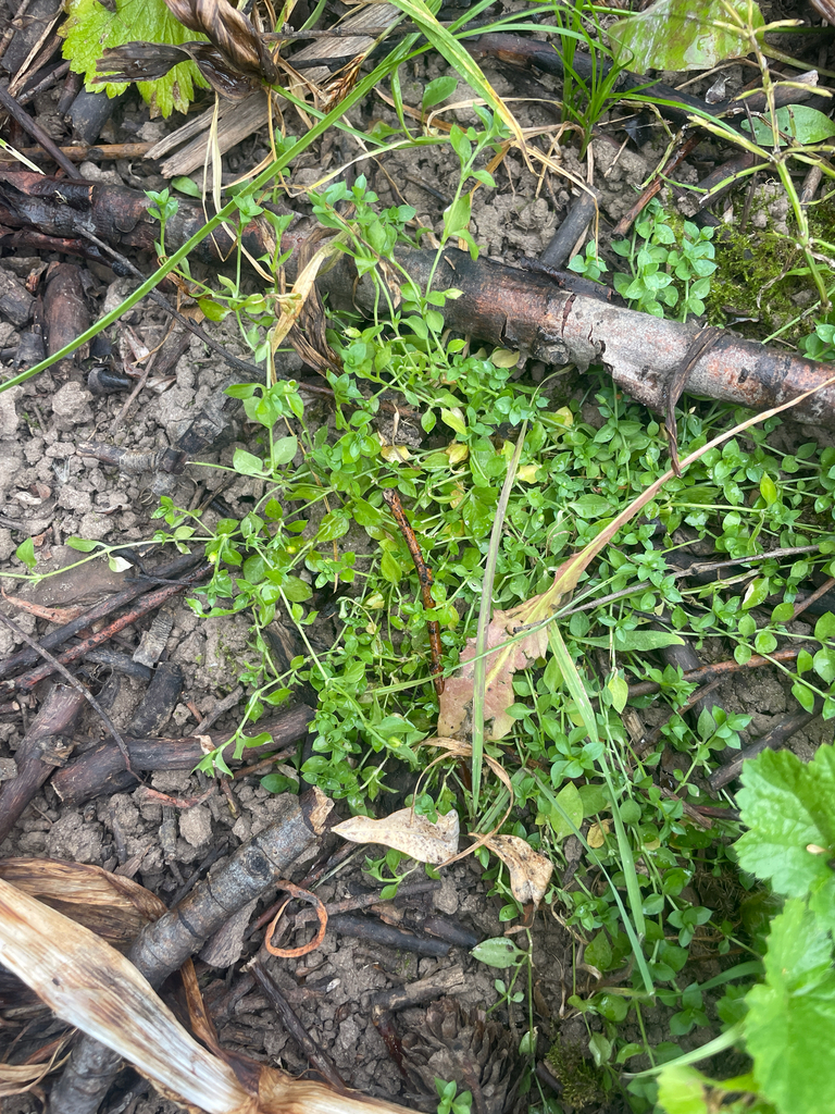 Engellaria obtusa (Obtuse starwort), native California herb