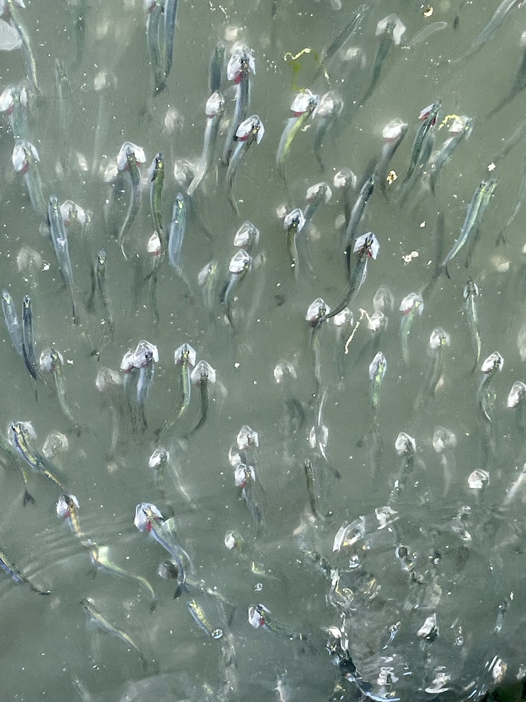 Engraulis mordax (Northern Anchovy), California species