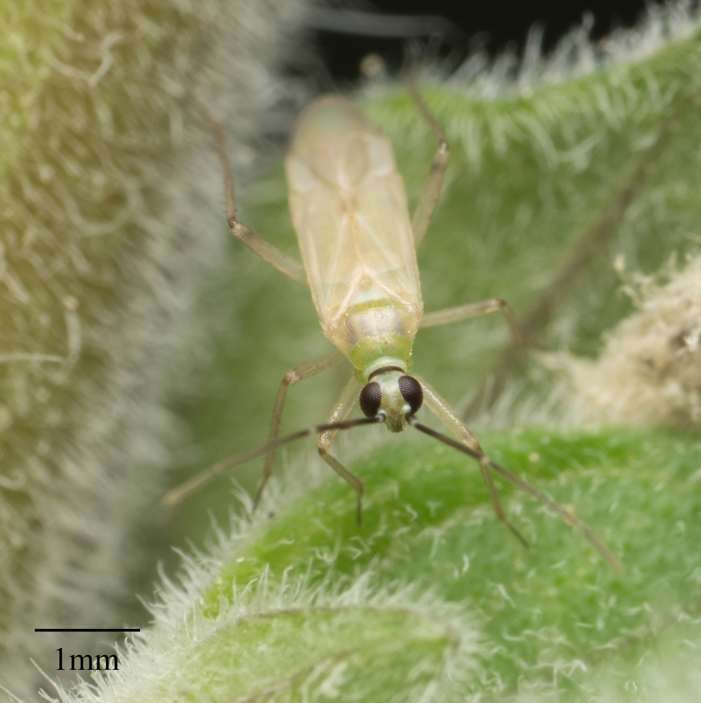 Engytatus modestus (Tomato Bug), California species