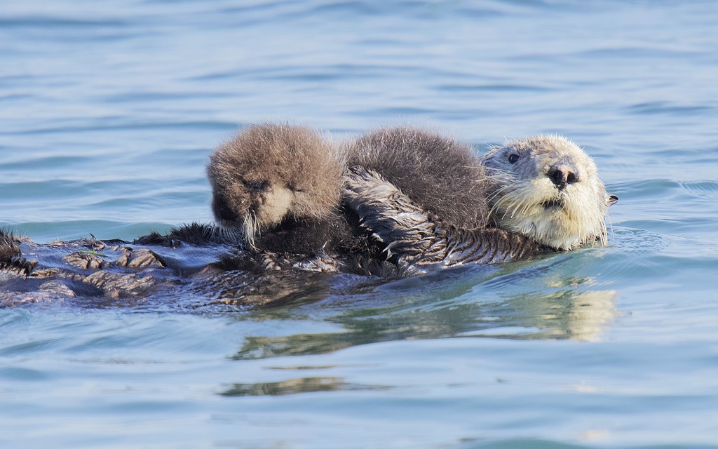 Enhydra lutris nereis (Southern sea otter), California species