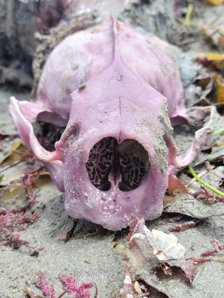 Enhydra lutris (Sea Otter), California species