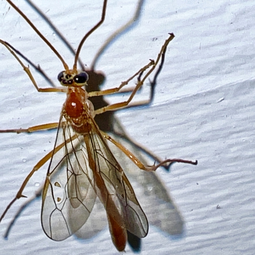 Enicospilus purgatus, California species