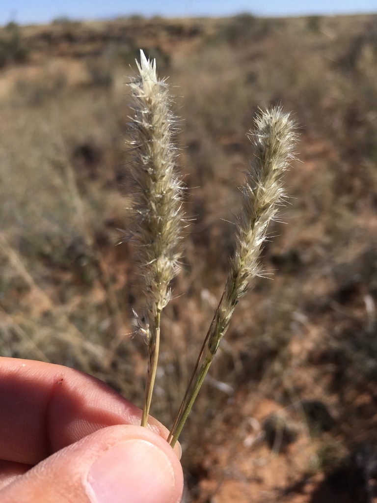 Enneapogon desvauxii (Nine-awned pappus grass), native California grass