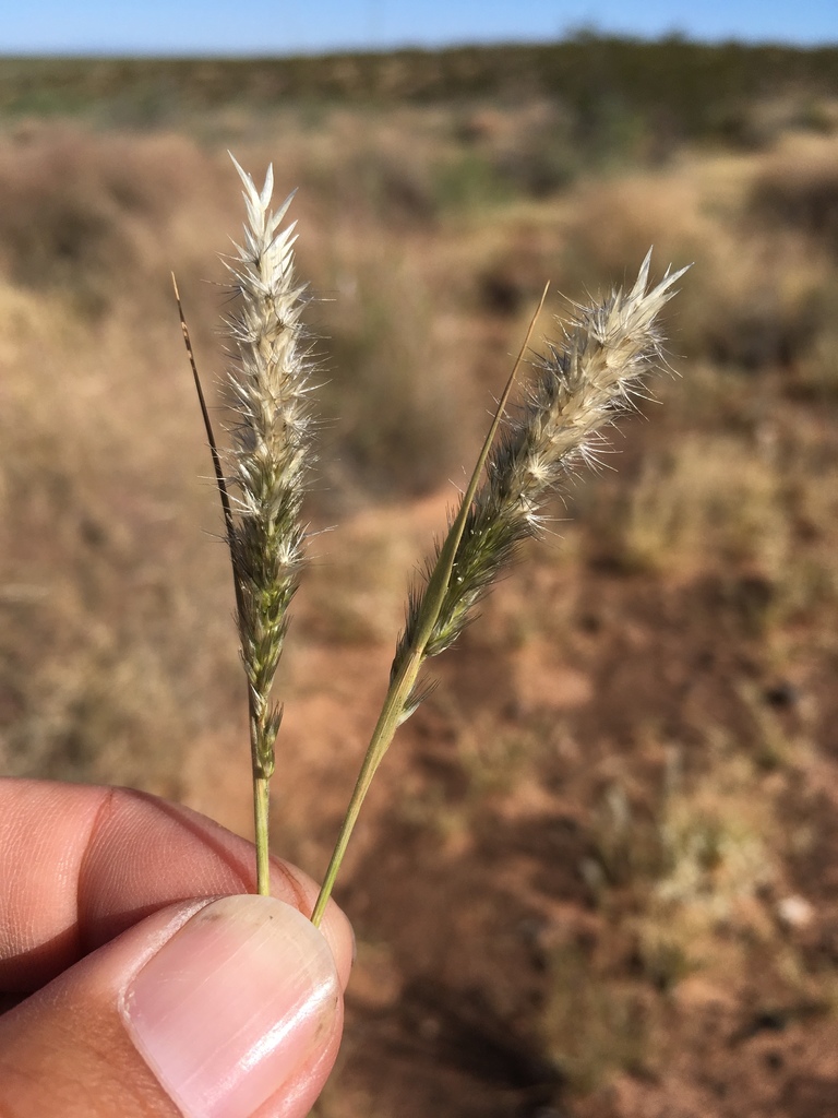 Enneapogon sp. (Pappus grass), native California perennial
