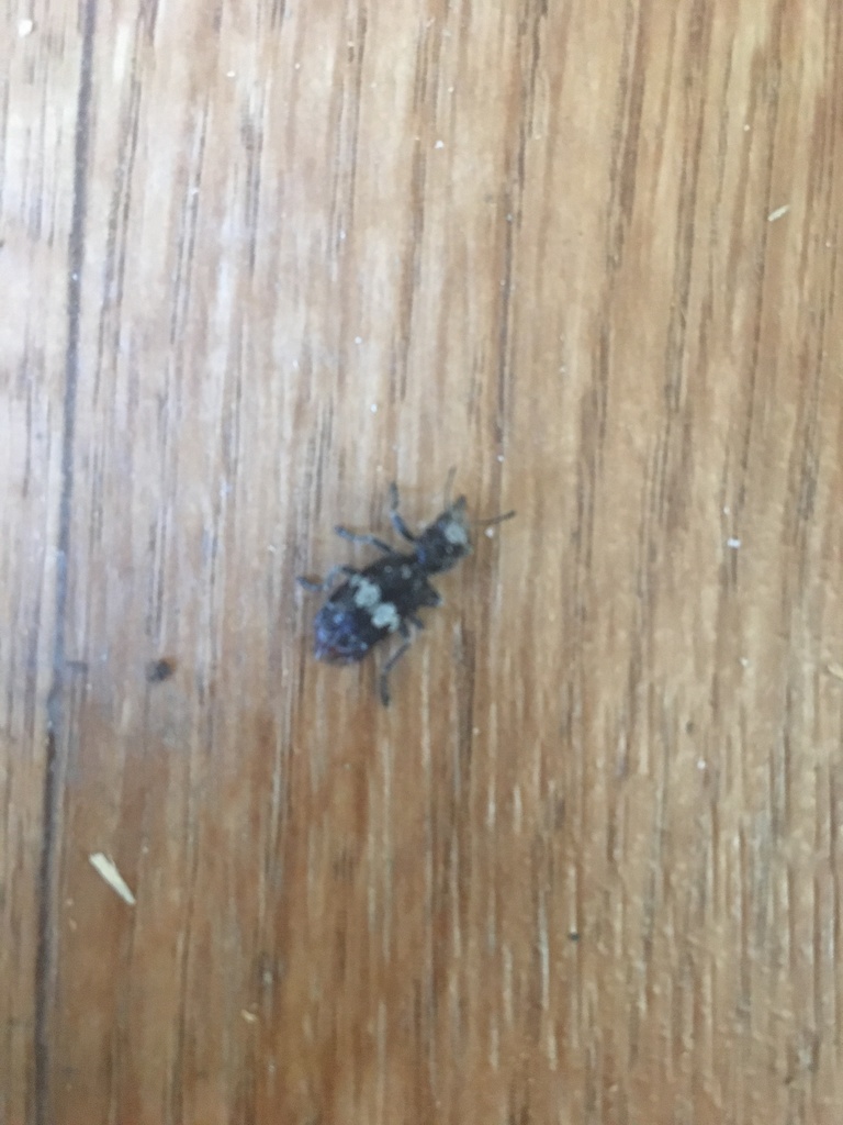 Enoclerus sphegeus (Red-bellied Clerid), California species